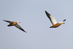 ruddy shelduck