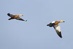 ruddy shelduck