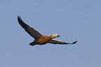 ruddy shelduck