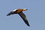 ruddy shelduck