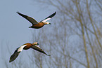 ruddy shelduck