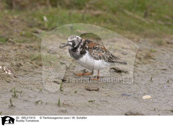 Ruddy Turnstone / WS-01910