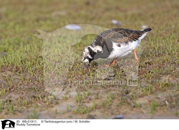 Ruddy Turnstone / WS-01911