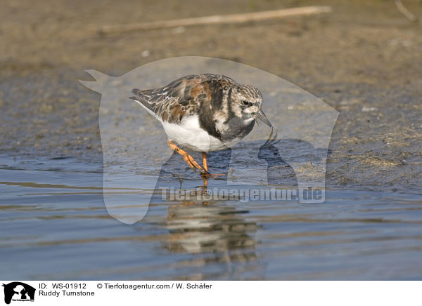 Steinwlzer / Ruddy Turnstone / WS-01912