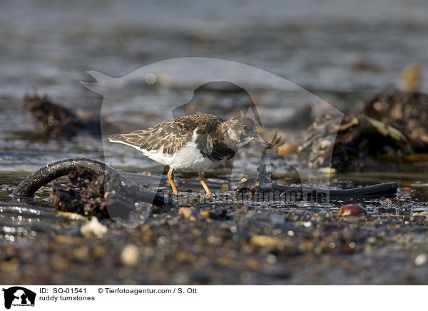 ruddy turnstones / SO-01541