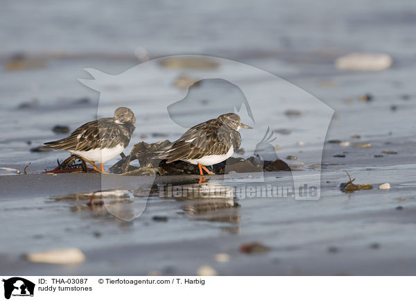 Steinwlzer / ruddy turnstones / THA-03087