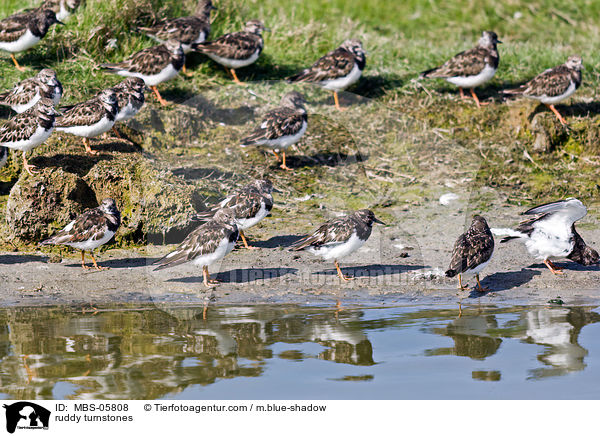 Steinwlzer / ruddy turnstones / MBS-05808