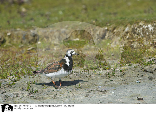 Steinwlzer / ruddy turnstone / AT-01619