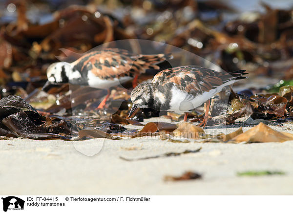 ruddy turnstones / FF-04415