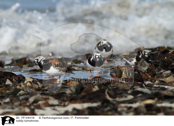 Steinwlzer / ruddy turnstones / FF-04416