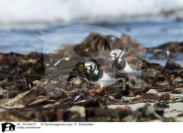 Steinwlzer / ruddy turnstones / FF-04417