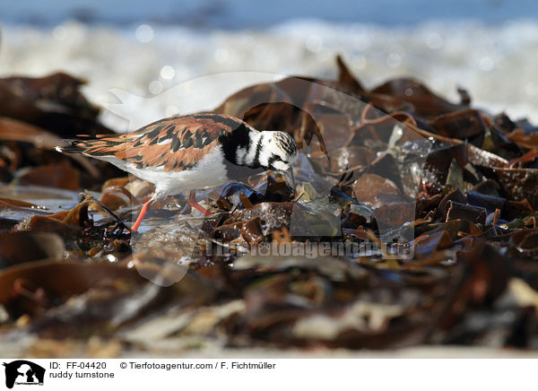 Steinwlzer / ruddy turnstone / FF-04420