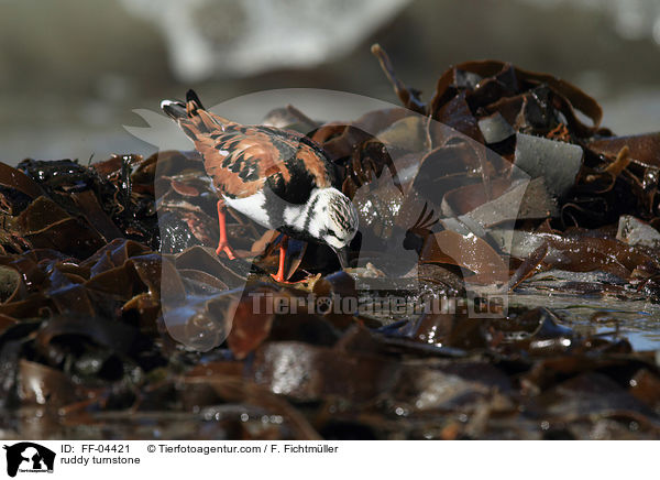 Steinw�lzer / ruddy turnstone / FF-04421