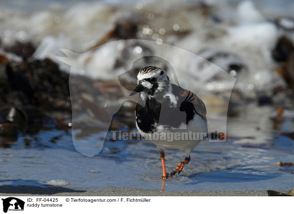 Steinwlzer / ruddy turnstone / FF-04425