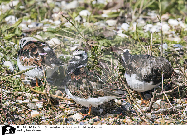 Steinwlzer / ruddy turnstones / MBS-14252