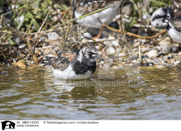 Steinw�lzer / ruddy turnstone / MBS-14253