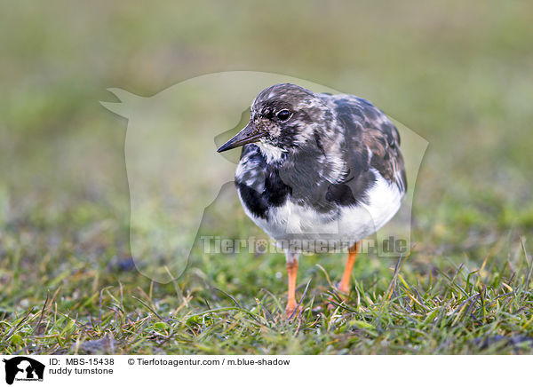 Steinwlzer / ruddy turnstone / MBS-15438