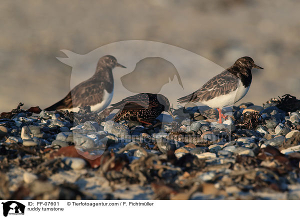 Steinwlzer / ruddy turnstone / FF-07601