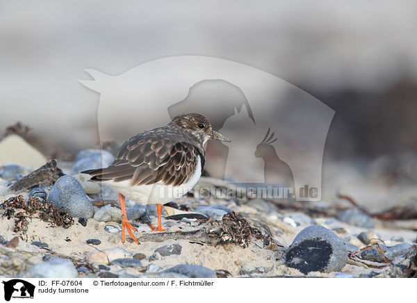 Steinw�lzer / ruddy turnstone / FF-07604