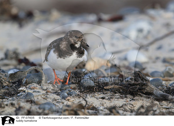 Steinwlzer / ruddy turnstone / FF-07605