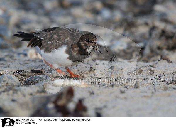 Steinwlzer / ruddy turnstone / FF-07607