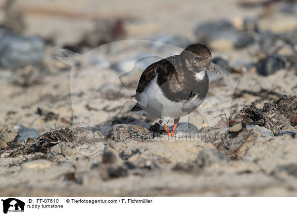 Steinw�lzer / ruddy turnstone / FF-07610
