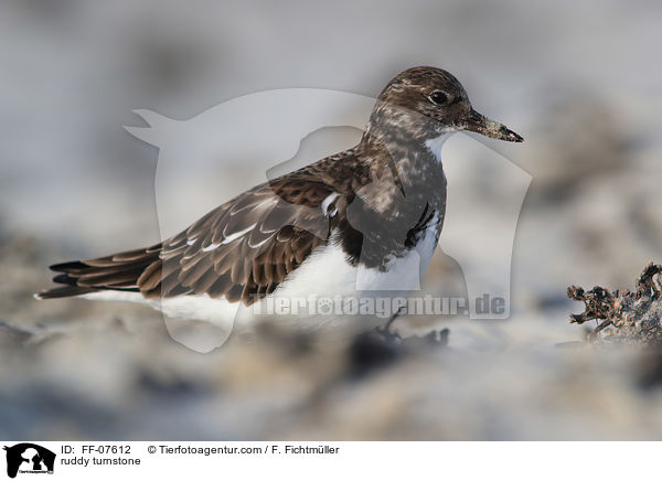 Steinw�lzer / ruddy turnstone / FF-07612