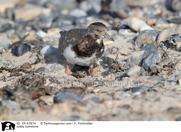 Steinw�lzer / ruddy turnstone / FF-07614