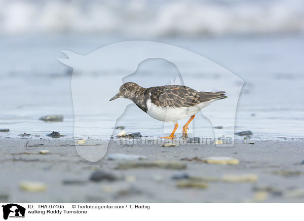 laufender Steinwlzer / walking Ruddy Turnstone / THA-07465