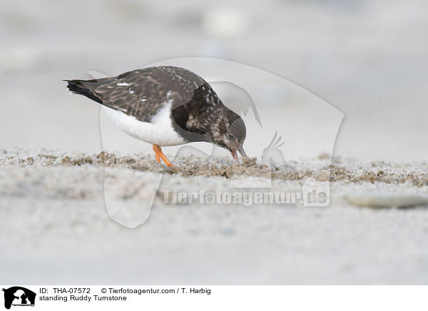 stehender Steinwlzer / standing Ruddy Turnstone / THA-07572