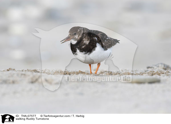 laufender Steinwlzer / walking Ruddy Turnstone / THA-07577