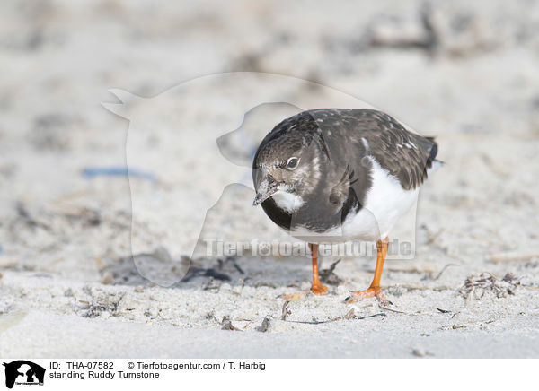 stehender Steinwlzer / standing Ruddy Turnstone / THA-07582