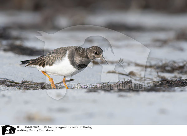 laufender Steinwlzer / walking Ruddy Turnstone / THA-07691