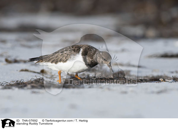 stehender Steinwlzer / standing Ruddy Turnstone / THA-07692