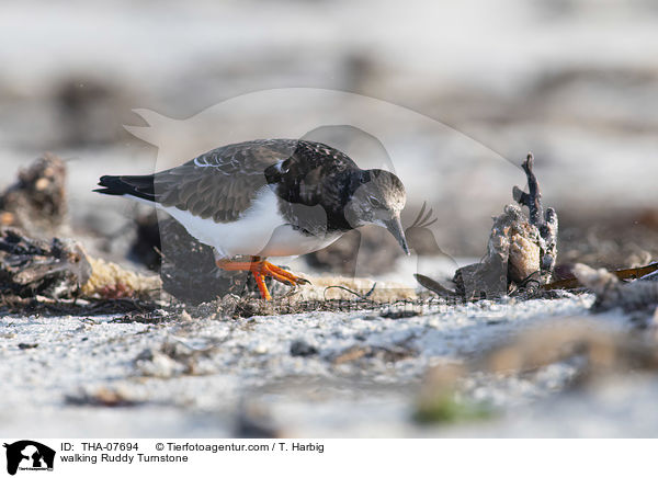 laufender Steinwlzer / walking Ruddy Turnstone / THA-07694