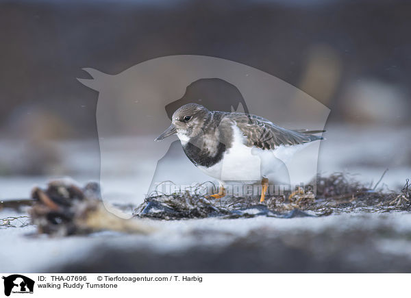 laufender Steinwlzer / walking Ruddy Turnstone / THA-07696