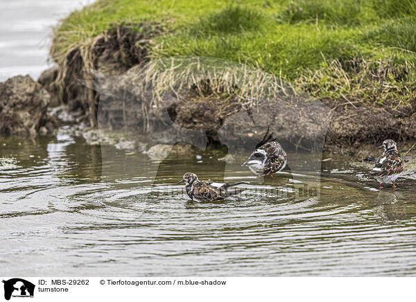 Steinw�lzer / turnstone / MBS-29262