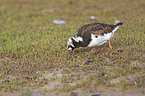 Ruddy Turnstone