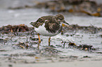 ruddy turnstones