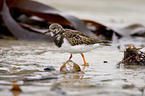 ruddy turnstones