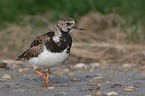 ruddy turnstone