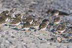 ruddy turnstones