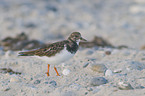 ruddy turnstone