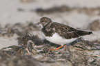 ruddy turnstone