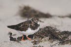 ruddy turnstone