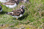 ruddy turnstone