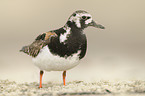 ruddy turnstone