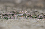 ruddy turnstone