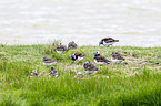 ruddy turnstone