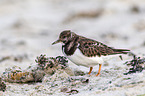 ruddy turnstone